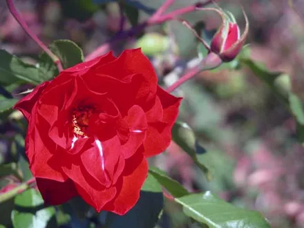 Kilby Park - Tea Rose garden along the southeast edge