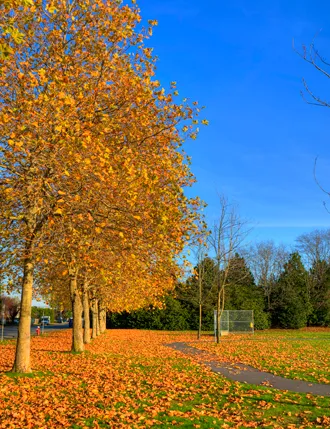 ball diamond and pathway