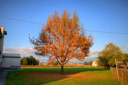 big tree